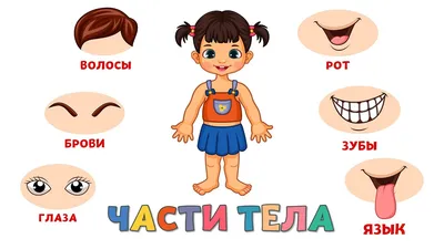 Части тела девушки изучают части лица для детей, часть тела ребенка для  обучения иллюстрации | Премиум векторы