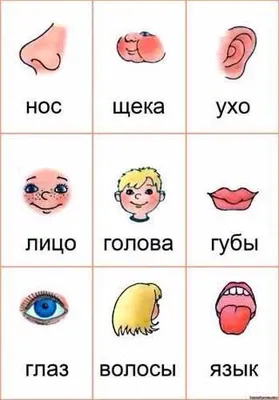 Части тела | 