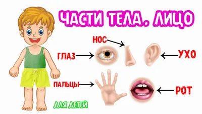 Части тела детей Изображения – скачать бесплатно на Freepik