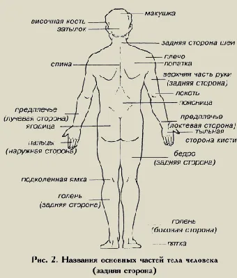 Части человеческого тела, типы телосложения | Массаж.ру