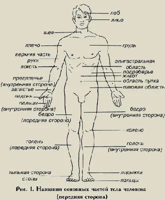 Название частей тела человека (3). | Тело, Человек, Биохимия