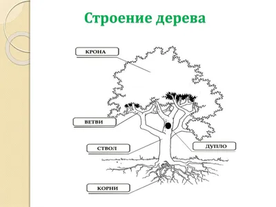 Как нарисовать семью или дерево семьи во 2 классе по окружающему миру  ребенку | Простые срисовки | Дзен