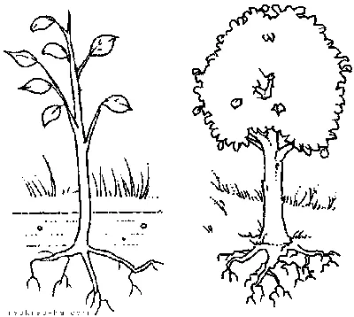 Деревья. Строение дерева - презентация онлайн