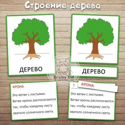 Консультация для родителей на тему "Деревья"