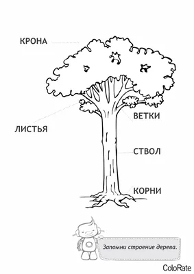 Конспект НОД "Осень. Деревья" для детей старшего дошкольного возраста -  Развитие речи - Дошкольное образование - Методическая копилка -  Международное сообщество педагогов "Я - Учитель!"