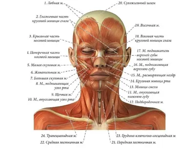 Анатомия мышц лица и шеи: фото с описанием и схемами |  | Дзен