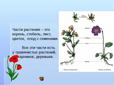 Презентация. Части растений. 2 класс