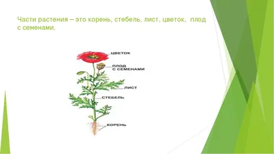 Презентация по окружающему миру на тему "Части растений" (3 класс)