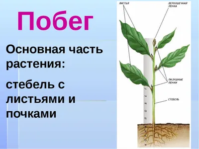 Презентация по окружающему миру на тему "Части растений" (3 класс)