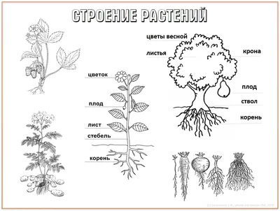 Части растения раскраска - 62 фото