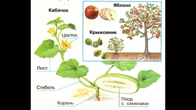 Строение растения и цветка worksheet | Live Worksheets