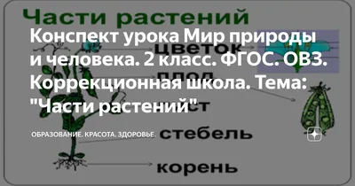 Как называются части растения, на которые указывают стрелки - Школьные  Знания.com