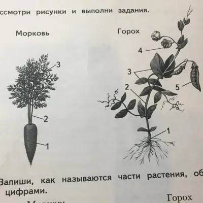 Урок «Создание схемы с подписями частей растений» – Психологическое зеркало  и тИГРотека