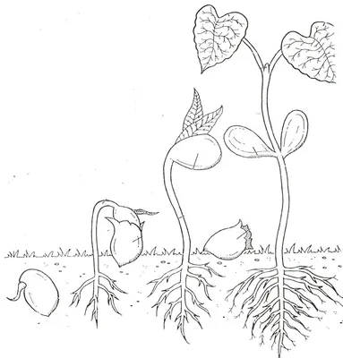 а) Назовите части растений представлены на рисунках А и  В?А)_________В)__________Б) Установите - Школьные Знания.com
