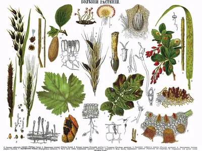 Болезни растений — Википедия