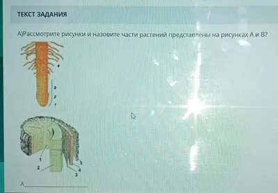 0—3. Особенности строения вегетативных органов растений