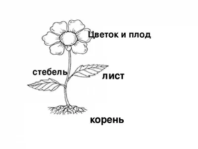 Раскраски Части растения 1 класс окружающий мир (29 шт.) - скачать или  распечатать бесплатно #9376