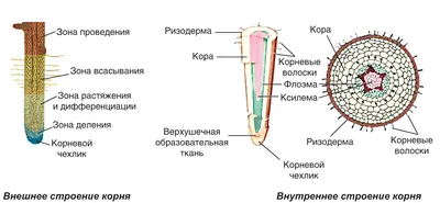 Части растения раскраска - 53 фото