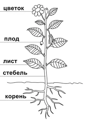 Шаг 5 – Лекция №1 – Stepik