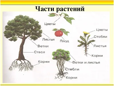 Части растения worksheet | Live Worksheets