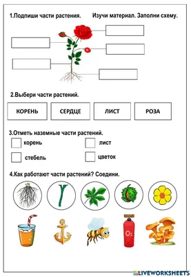 Конспект урока Мир природы и человека. 2 класс. ФГОС. ОВЗ. Коррекционная  школа. Тема: "Части растений" | Образование. Красота. Здоровье. | Дзен