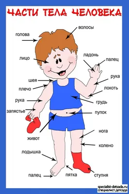 Части тела человека картинки для детей » Прикольные картинки: скачать  бесплатно на рабочий стол