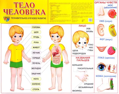 Учим части тела. Вместе изучаем тело человека. Развивающие мультики для  детей и малышей - YouTube