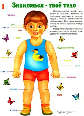 Картинки тело человека (50 фото) » Картинки, раскраски и трафареты для всех  - 