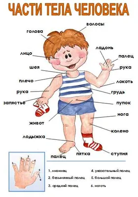 Раскраска внутренние органы человека для детей - 57 фото