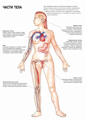 Картинки Части Тела Человека Для Детей Дошкольников – Telegraph