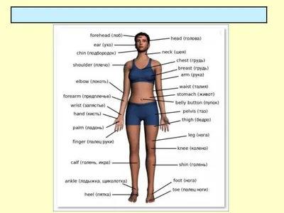 Части тела, которые нам совершенно не нужны