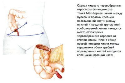 Признак «Ориентация тела и его частей» (формальное определение и  содержательные пояснения) – тема научной статьи по языкознанию и  литературоведению читайте бесплатно текст научно-исследовательской работы в  электронной библиотеке КиберЛенинка