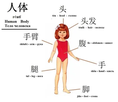 Учим части тела. Вместе изучаем тело человека. Развивающие мультики для  детей и малышей - YouTube