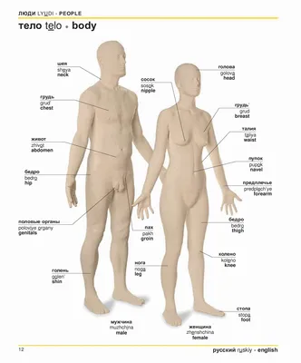 Части тела - Английские слова, которые нельзя не знать - Лучший репетитор  по английскому языку