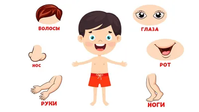 Части тела. Наглядное пособие для детей 4-7 лет. | Детские мероприятия,  Наглядные пособия, Дошкольные игры