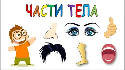 Части тела | 