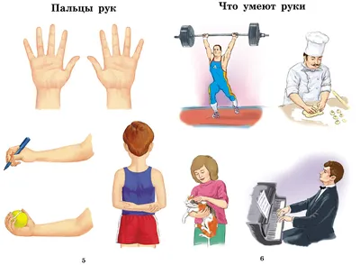 Части тела на английском языке: картинки и видео | Body parts, Clip art  library, Clip art