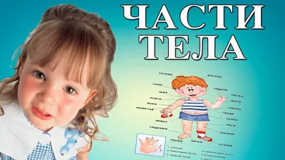 Части тела человека. Игры и задания для детского сада | Ігри для дітей,  дидактичні матеріали для занять у дитячому садочку, поробки та розфарбовки  | Зростай розумним!