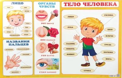 Визуальный словарь для детей о человеческом теле. Мои части тела для  мальчика . Векторное изображение ©ksenya_savva 182610502