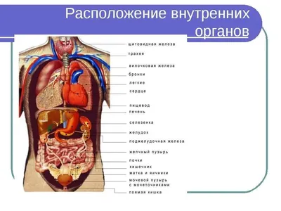 Тела туловища человека модель анатомия, анатомический медицинский класс  инструменты со съемным внутренние органы | AliExpress