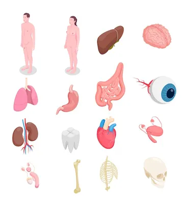 OLYMED: анатомические иллюстрации человеческих органов