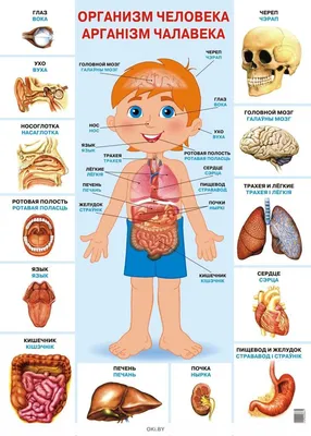 Детали тела, Обучающие пособия, Детская анатомия, человеческие органы,  научное, домашнее и школьное учебное пособие, обучающие игрушки | AliExpress