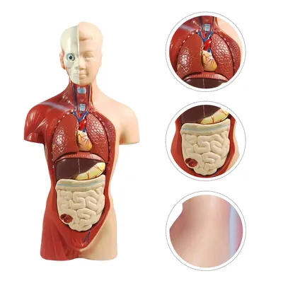 Детская модель, анатомия, человеческие органы, медицинское обучение,  Обучающие инструменты для мужчин, обучающие материалы из ПВХ,  демонстрационная игрушка для тела | AliExpress