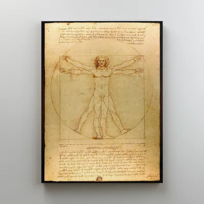 Витрувианский человек - Леонардо да Винчи Стоковая иллюстрация ©Steve_Allen  #16896509