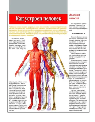 Какой орган человека является самым жирным? | ЭРИУМ: эрудиция и ум. | Дзен