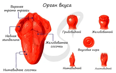 Дидактическое пособие «Мой организм. Макет внутренних органов» (16 фото).  Воспитателям детских садов, школьным учителям и педагогам - Маам.ру