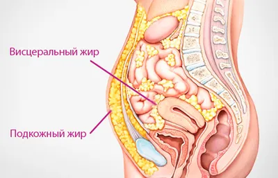 Иллюстрация 1 из 1 для Биология. 8 класс. Человек и его здоровье. Учебник.  ФГОС - Наталья Андреева | Лабиринт - книги. Источник: Лабиринт