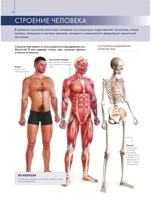 Об этих чудесах человеческого тела вы точно не знали | , ИноСМИ