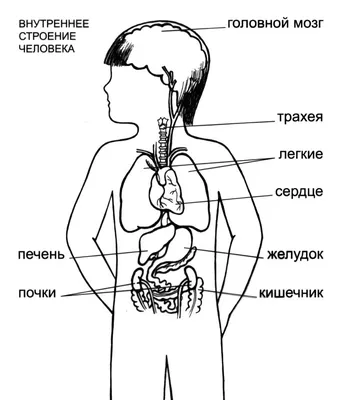 Скрининг - Онкоскрининг - Ранняя диагностика рака - Киев