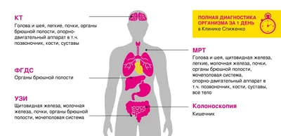 Орган слуха человека – строение и особенности